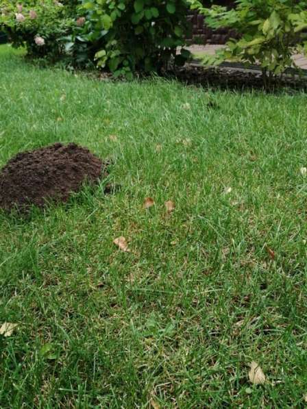 Уничтожение насекомых тараканы/клопы/осы/крысы/мыши/кроты в Москве фото 10