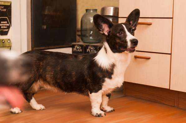 Щенки Вельш-Корги Кардиган в Воронеже фото 8