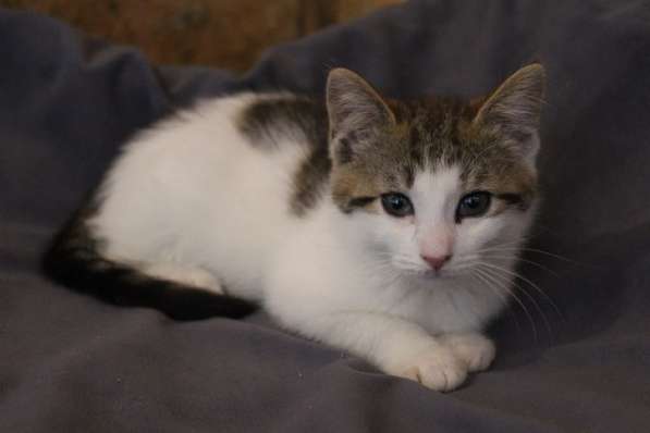 Зеленоглазая нежная красавица-кошка в Санкт-Петербурге фото 31