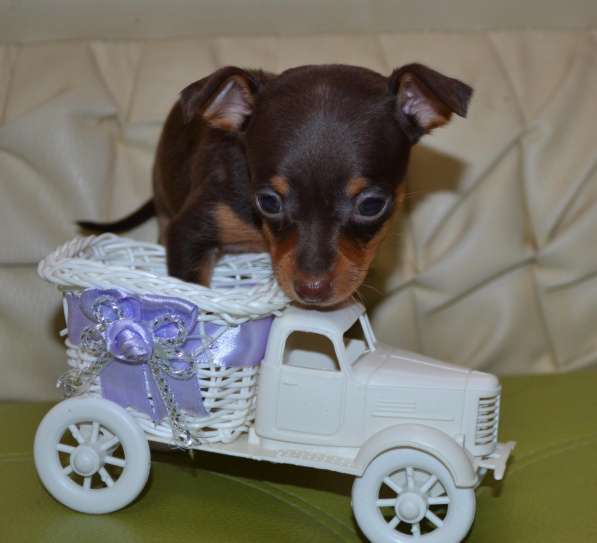 Очаровательные тойчики для души в Нижнем Новгороде фото 13