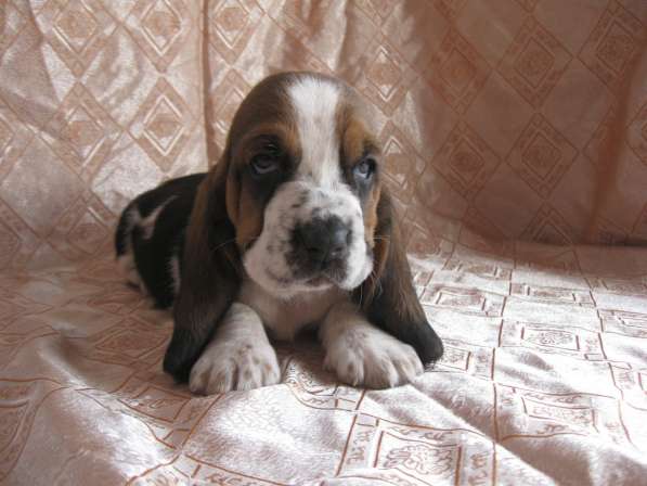 Продаются щенки бассет-хаунда в фото 14