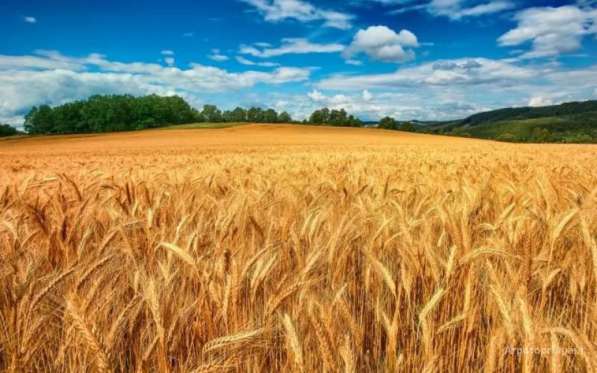 Продаем большим оптом 50000 тысяч тон пшеницу 2019-2025 года в Волгограде фото 9