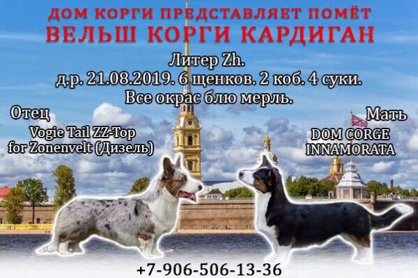 Щенки вельш корги кардиган в Всеволожске фото 15