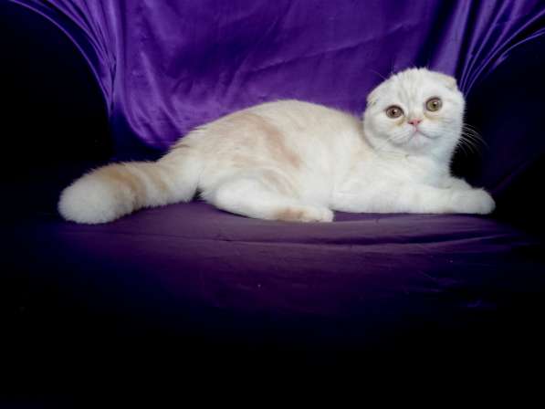 Клубный шотландский котенок с родословной и прививками из пи в фото 6