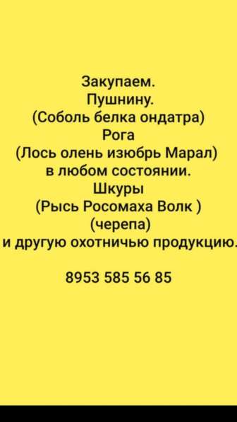РОГА любые КУПЛЮ в Красноярске фото 4