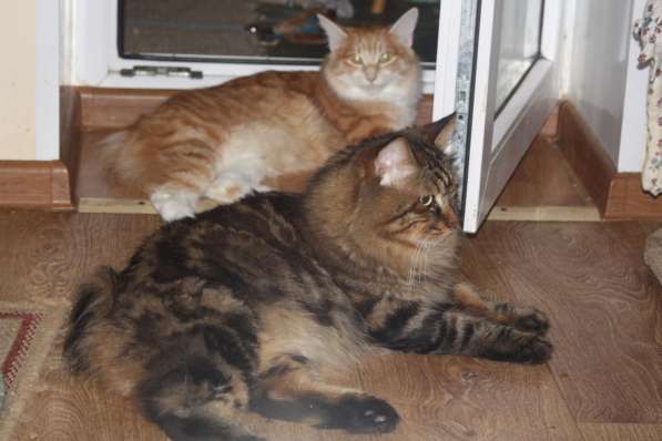 Курильский бобтейл в Санкт-Петербурге фото 12