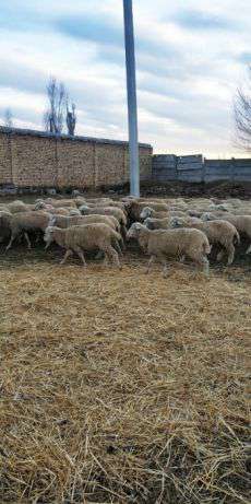 Мериносовые бараны и овцы (хвостатые)/Merinos qoylar va qucq в фото 6