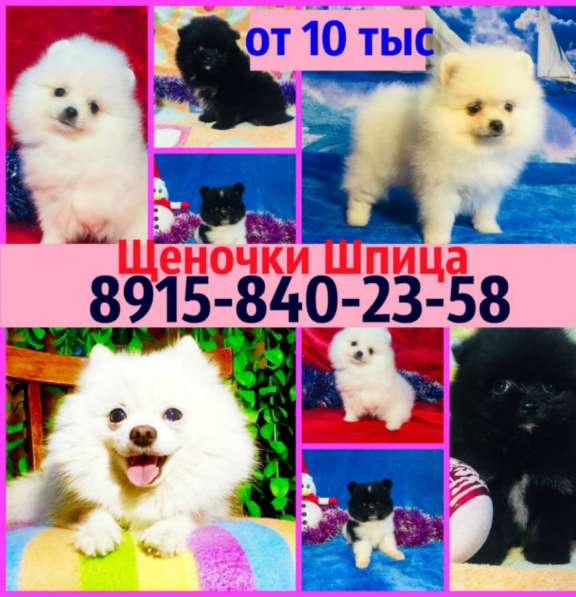 Красивые щенки померанцы в Владимире
