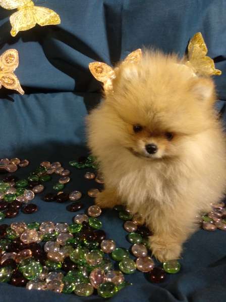 Щенки Померанский шпиц в фото 20