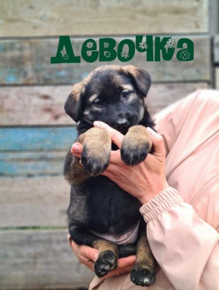 Хорошенькие маленькие щенята ищут дом в Санкт-Петербурге фото 5