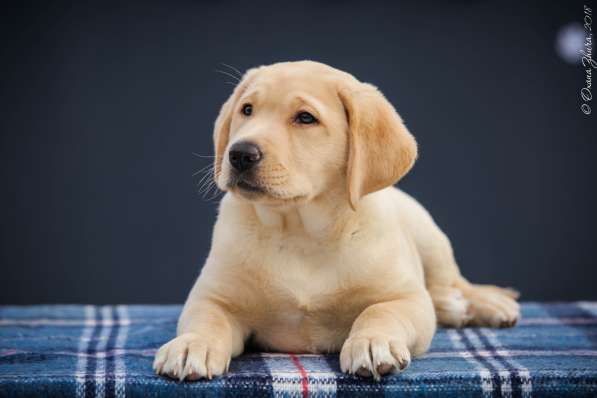Щенок(девочка) лабрадор ретривер в фото 14
