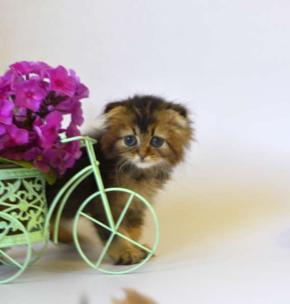 Шотландские котята, цена снижена в Москве фото 15