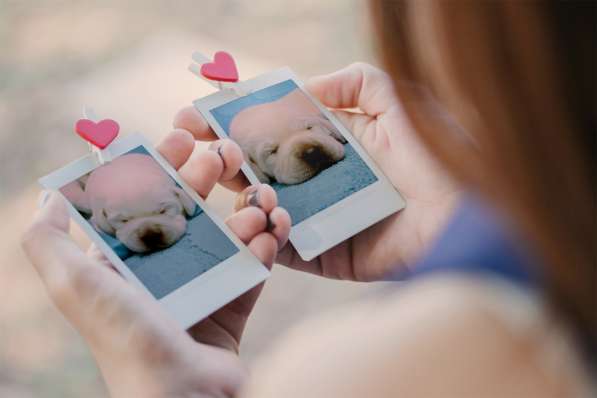 Очень красивые щенки лабрадорар в Иркутске фото 15