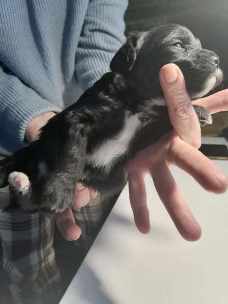 Щенки пуделя в Москве фото 8