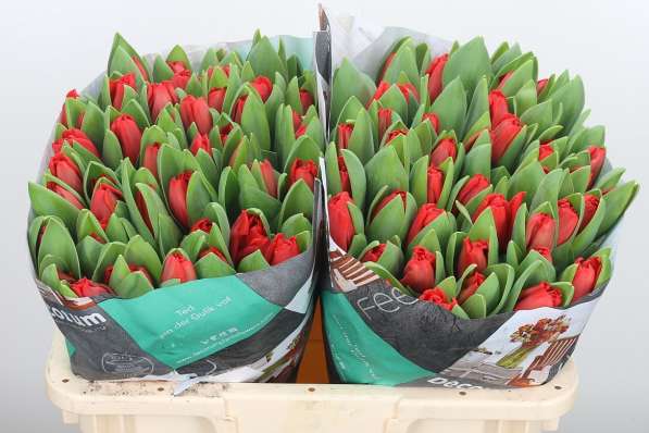 Тюльпаны оптом с доставкой от производителя из Голландии в Братске фото 4