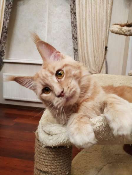 Котята мейн-кун в фото 10