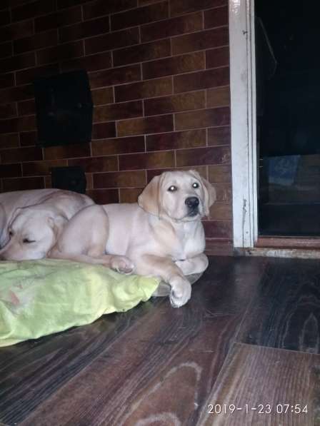 Щенок(девочка) лабрадор ретривер в фото 11