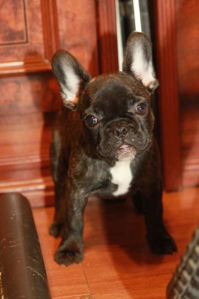 Французский бульдог в Москве фото 10