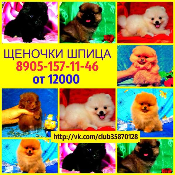 Красивые шпицы