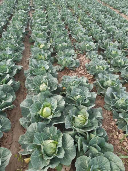 Продам капусту в Москве