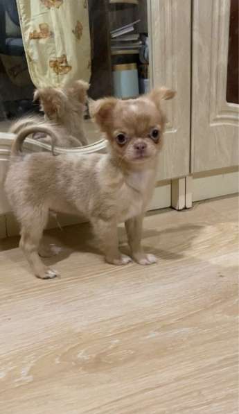 Chihuahua small standard. Boy