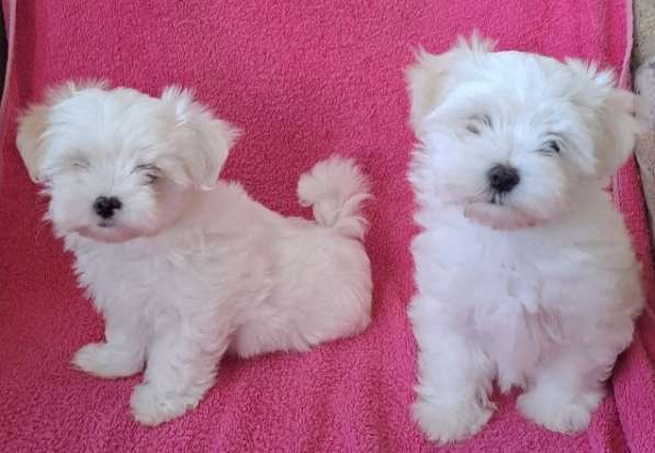 Мальтийская болонка