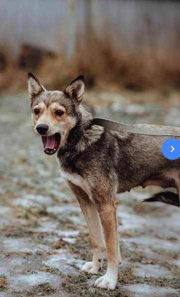 Маленькая лапочка-собачка в Санкт-Петербурге фото 13