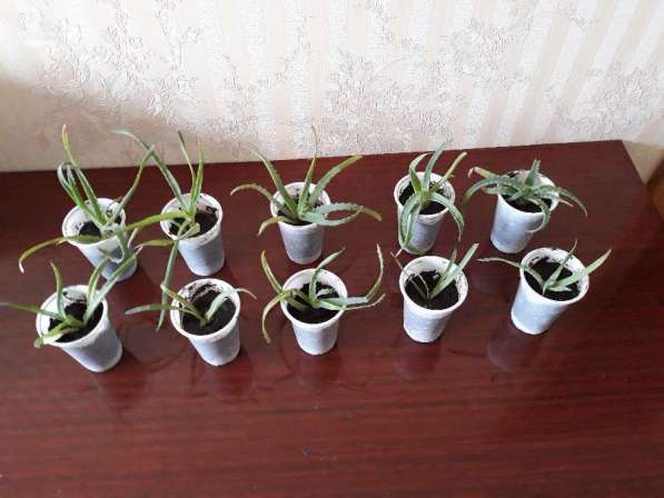 Декабрист в Москве фото 3