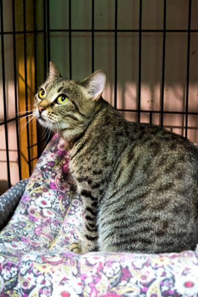 Робкая Телла мечтает о любящем сердце в Москве фото 3