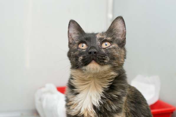 Скоро ли Катарина встретит своего хозяина? в Москве фото 4