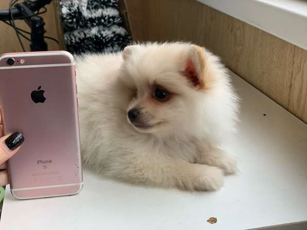 Шпиц в Москве фото 7