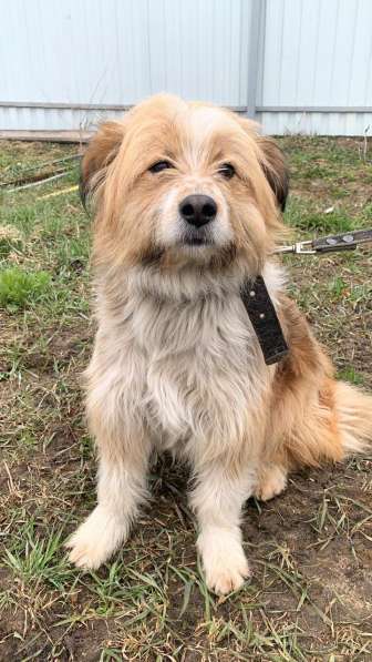 Чарлик хочет домой в Москве фото 6