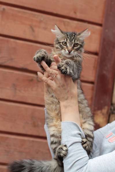 Кошка в добрые руки котенок в Санкт-Петербурге