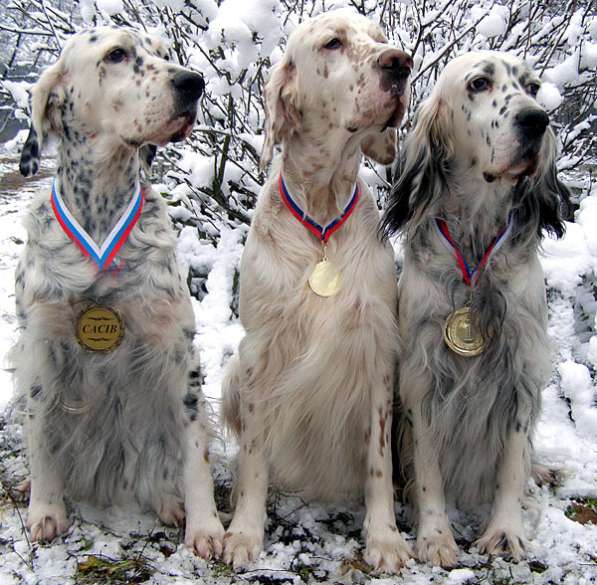 Английский сеттер щенки из элитного питомника в Москве фото 41
