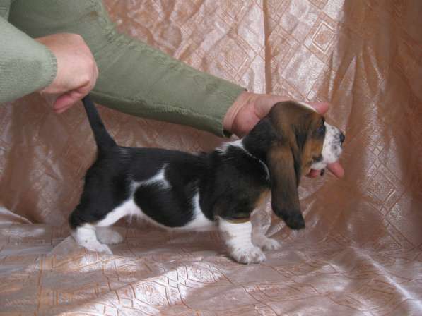 Продаются щенки бассет-хаунда в фото 15