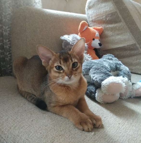 Абиссинские клубные котята в Москве фото 9