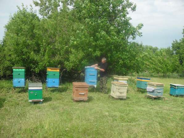 Мёд с Воронежской области, пасека кочевая в Щелково