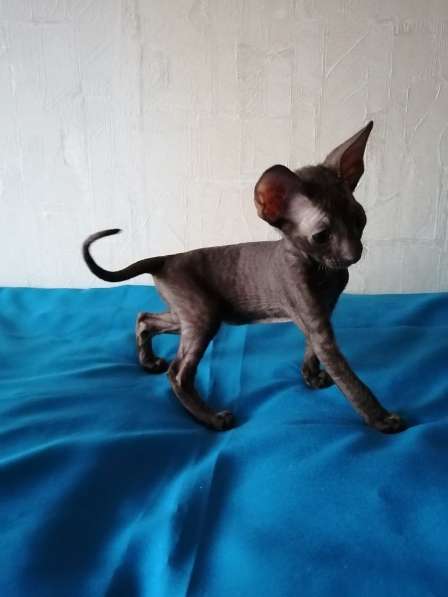 Кошечка Корниш рекс в Москве фото 8