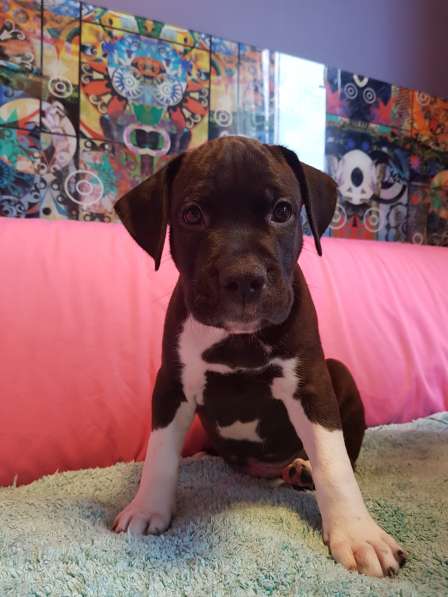 Американский стаффордширский терьер МАЛЬЧИК в Москве фото 10