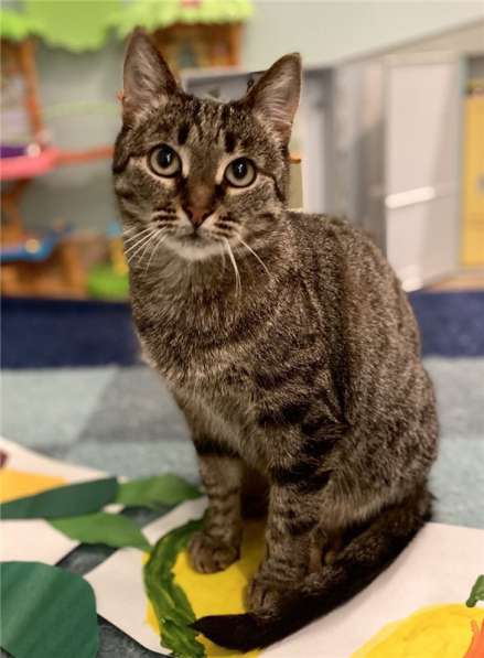 Киска Ириска ищет семью в Москве фото 10