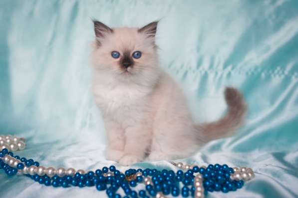 Сибирская кошечка Камелия