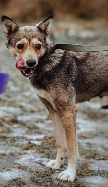 Маленькая лапочка-собачка в Санкт-Петербурге фото 8