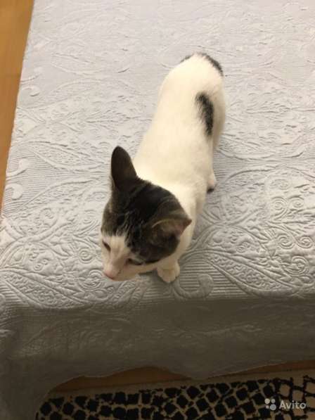 Отдам котёнка в добрые руки в Санкт-Петербурге фото 4