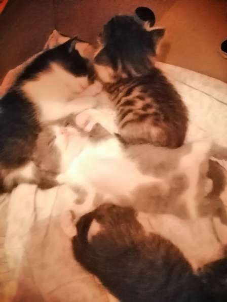 Котята в Новосибирске фото 28