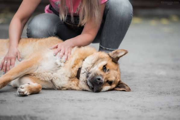 Кохинор ищет семью в Москве фото 51