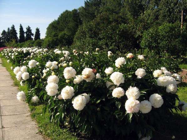 Тюльпаны цветы к празднику нарциссы в Ростове-на-Дону