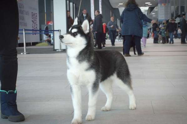 Очаровательный щенок Сибирский Хаски от интерчемпиона в Санкт-Петербурге фото 3