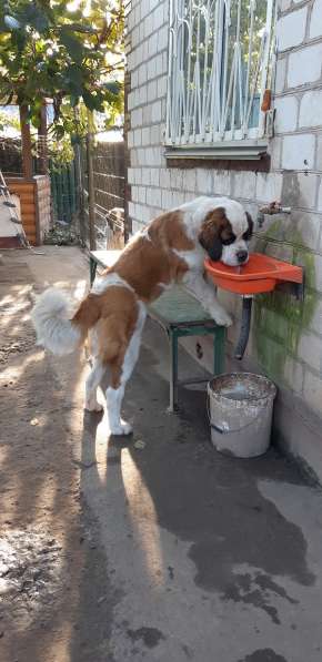 Щенки сенбернара в фото 26