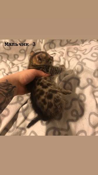 Бенгальские котята в Санкт-Петербурге фото 3