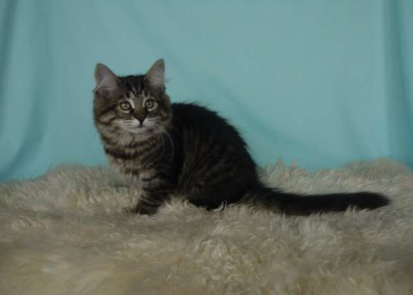 Традиционные Сибирские котята в Москве фото 6